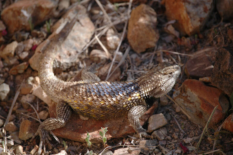 Afbeelding van Sceloporus magister Hallowell 1854