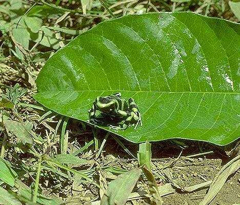 Image de Dendrobate doré