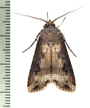 Image of Agrotis