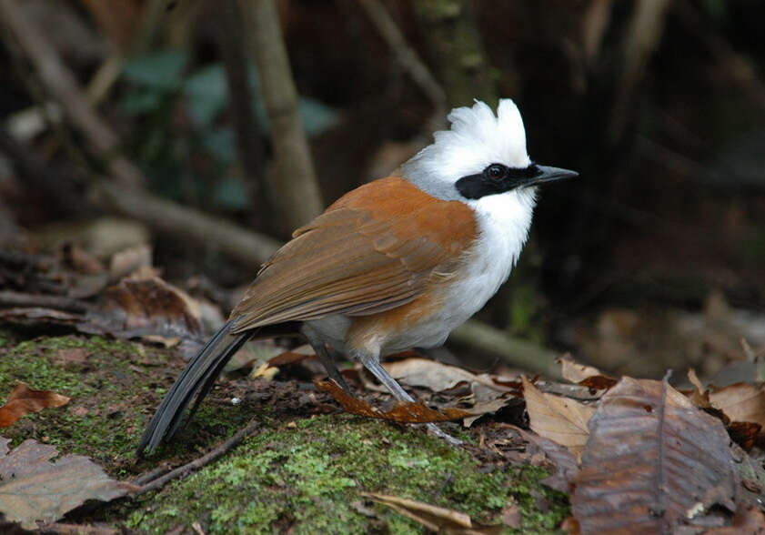 Image of White-crested Laughingthrush