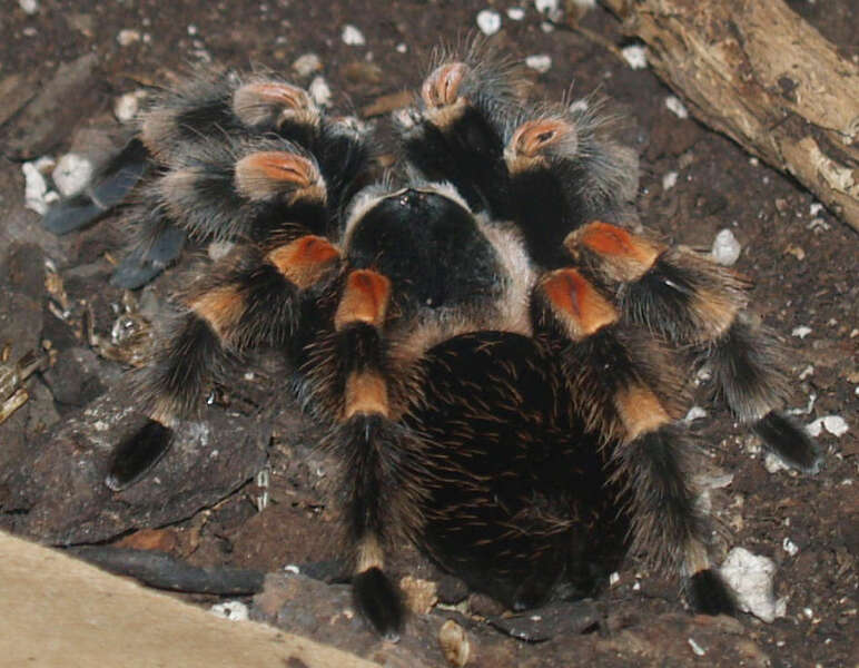 Image of Mexican Red Knee Tarantula