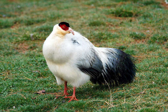 Image of White Eared Pheasant