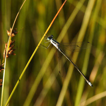 Image of Lestes Leach ex Brewster 1815