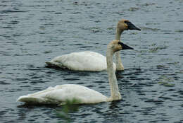 Image of Trumpeter Swan