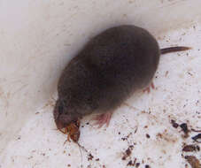 Image of Elliot's Short-tailed Shrew