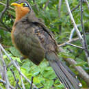 Image of Lesser Ground Cuckoo