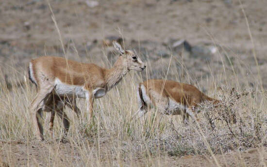 Image of Goitered Gazelle