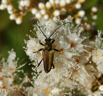 Sivun Trigonarthris minnesotana (Casey 1913) kuva