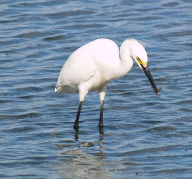 Image de Aigrette neigeuse