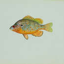 Image of Orangespotted Sunfish