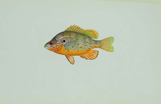 Image of Orangespotted Sunfish