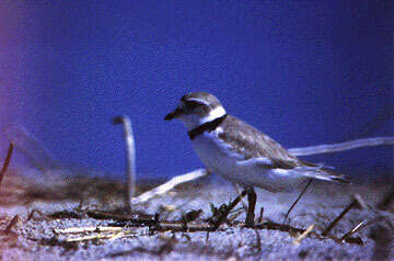 Слика од Charadrius semipalmatus Bonaparte 1825