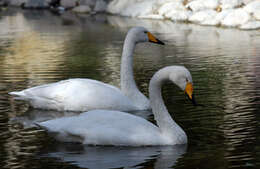 Image of Whooper Swan