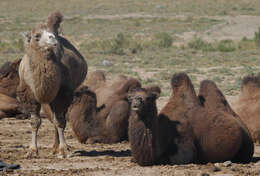 Image of Bactrian camel