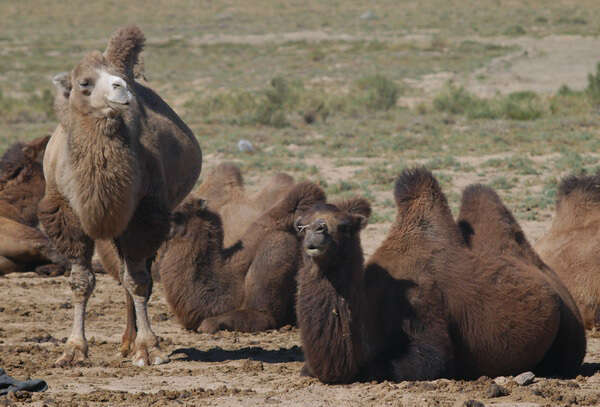 Image of Bactrian camel