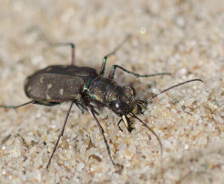 Слика од Cicindela (Cicindela) hirticollis Say 1817