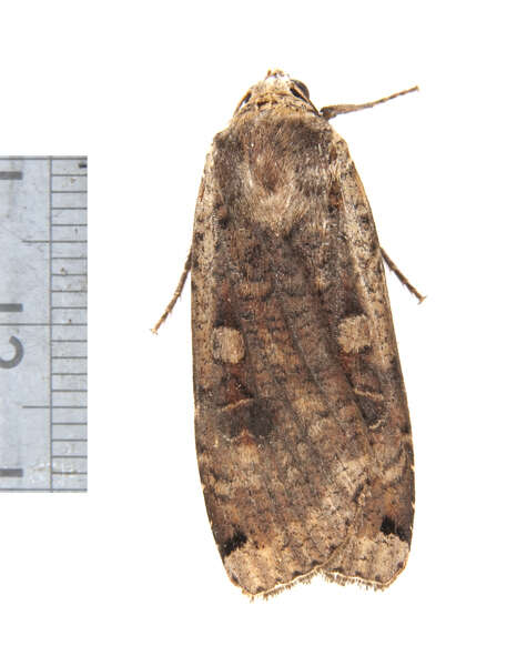 Image of Yellow Underwings