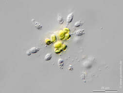 Image of Oocystis Nägeli ex A. Braun 1855