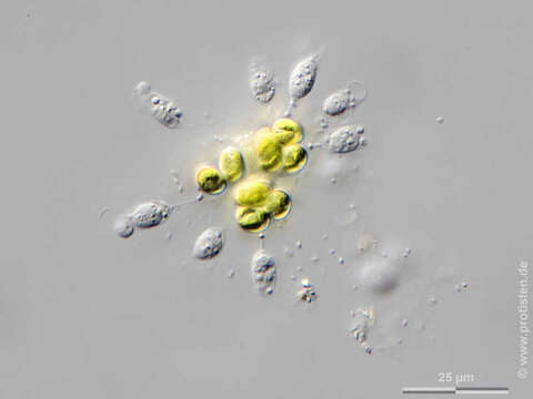 Image of Oocystis Nägeli ex A. Braun 1855