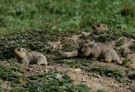 Image of Himalayan Marmot