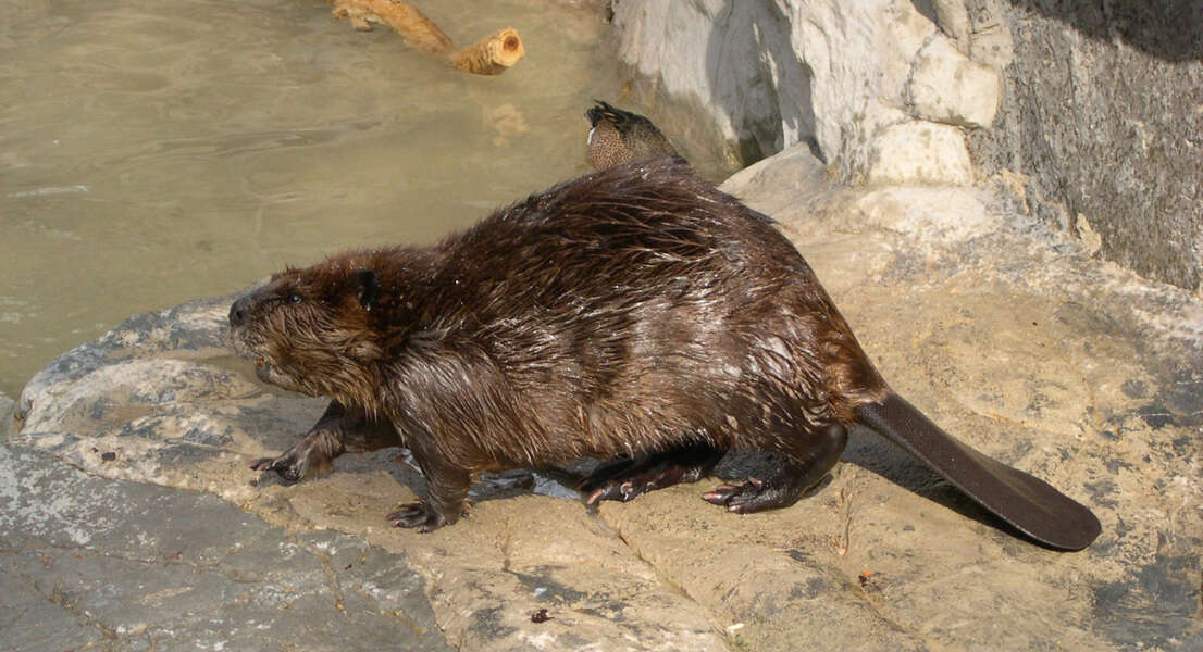 Image of beavers, gophers, kangaroo rats, pocket mice, and relatives