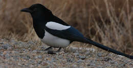 Image of Black-billed Magpie