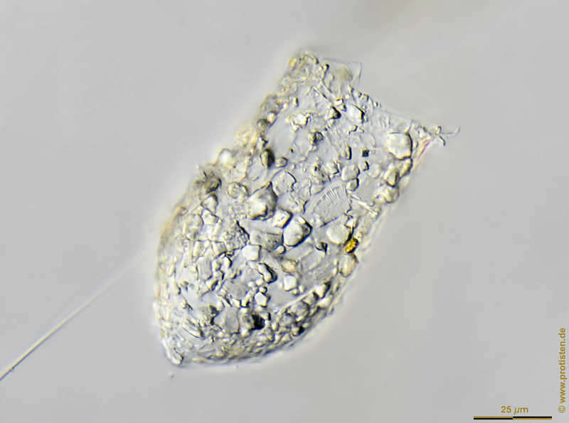 Image of Tintinnopsis lacustris