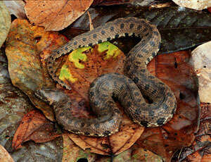 Image of Hagmann's Keelback