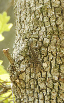 Image of Eastern Fence Lizard