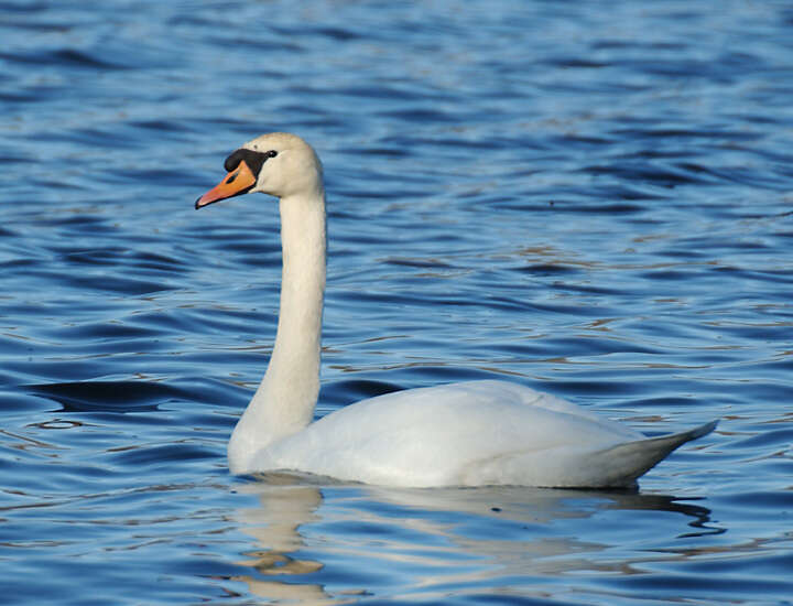 Image de Cygne muet