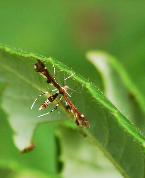 Image of Pterophoroidea