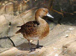 Image of pintail, northern pintail