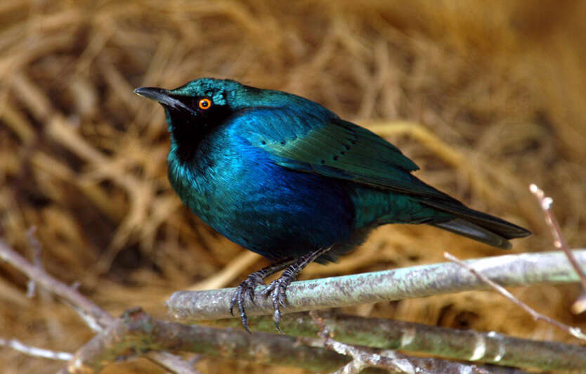 Image of Greater Blue-eared Glossy-starling