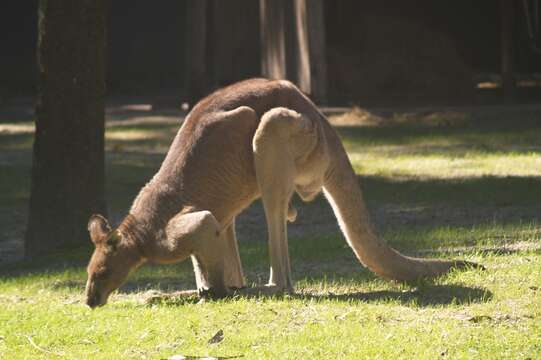 Macropus fuliginosus (Desmarest 1817) resmi