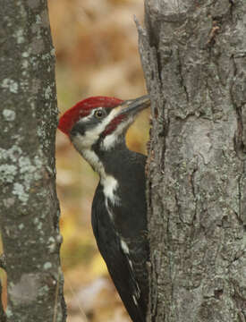 Image of Pileated Woodpecker