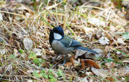 Image of Great Tit