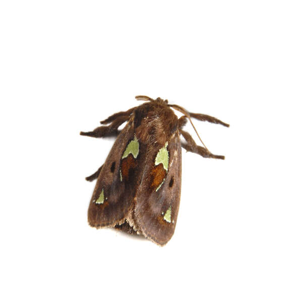 Image of Spiny Oak-Slug Moth