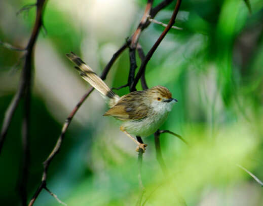 Image of Graceful Prinia