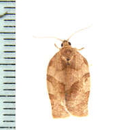 Choristoneura rosaceana Harris 1841的圖片