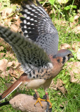 Image of American Kestrel