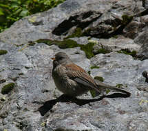 Image of juncos