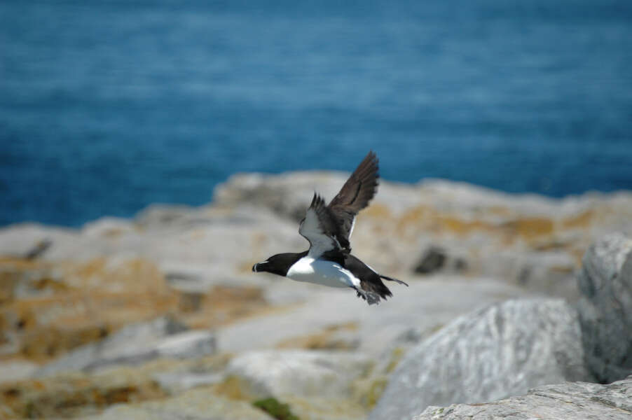 Image of Razorbill