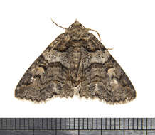 Image of Zale Moths