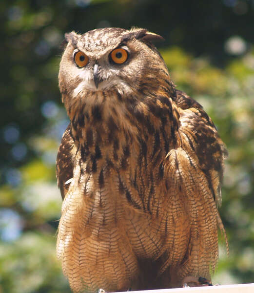 Image of Eurasian Eagle Owl