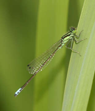 Image of Eastern Forktail