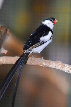 Image of Pin-tailed Whydah