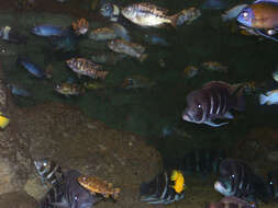 Imagem de Haplochromis