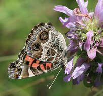 Image of Vanessa virginiensis