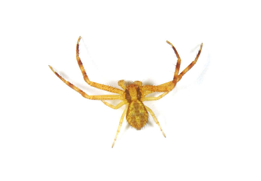 Image of philodromid crab spiders