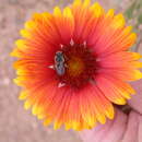 Image de Megachilidae